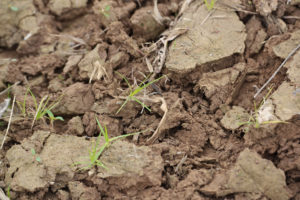 Anaerobic soil chunks—how to fix anaerobic soil?