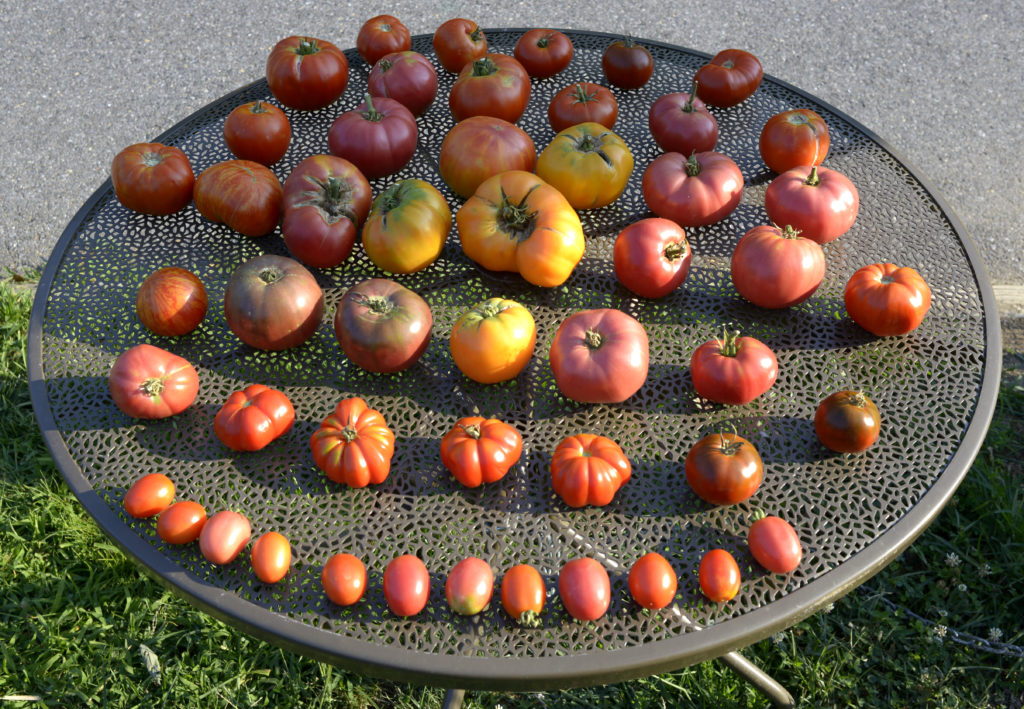Different varieties of tomatoes on a tray—how to grow Paul Robeson tomatoes?