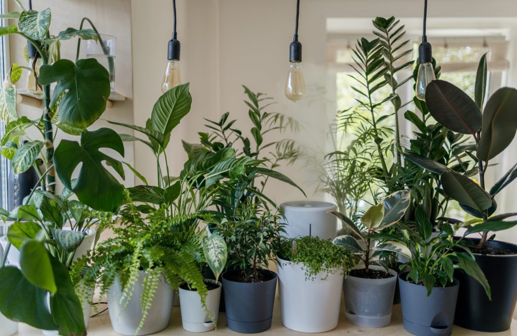 Green plants in white ceramic pots under grow lights—how to hang grow lights from the ceiling?