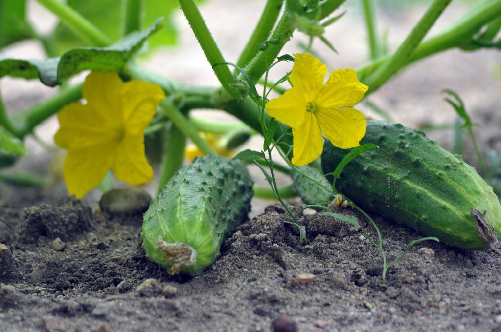 Growing green garden cucumbers—how to grow green garden cucumbers?