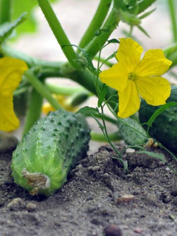 Growing green garden cucumbers—how to grow green garden cucumbers?