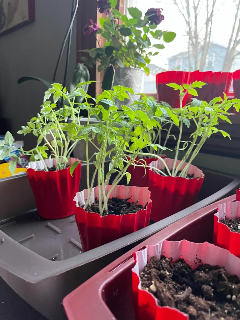 Leggy tomato plants—how to fix leggy tomato plants?