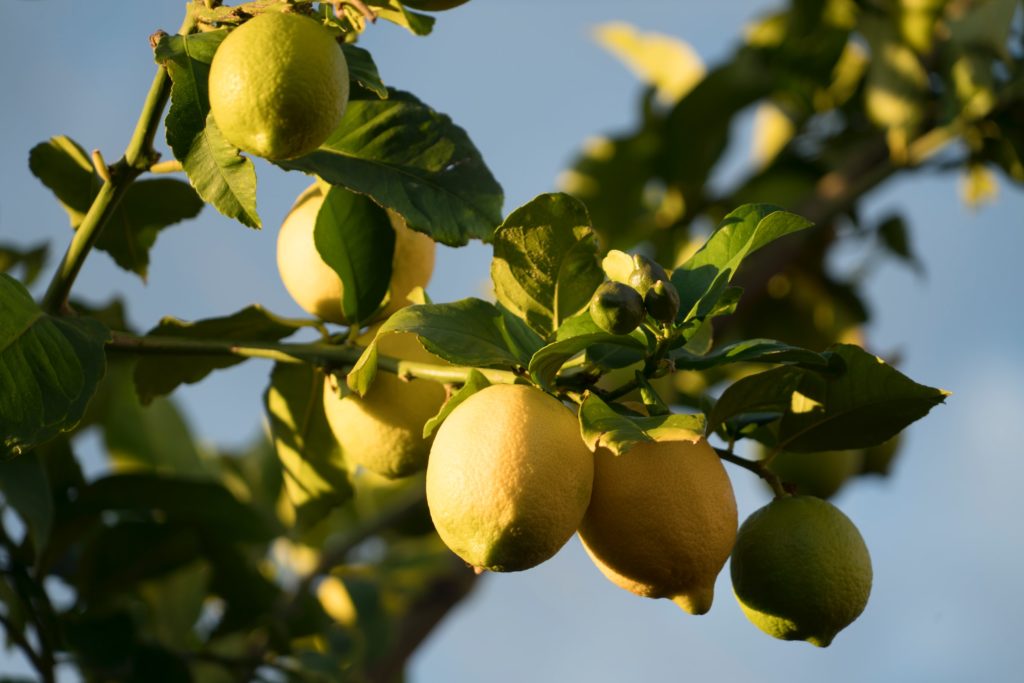 Lemon tree—why my lemon tree doesnt produce fruit?