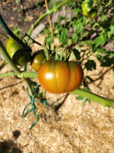 Paul Robeson tomato growing—how to grow Paul Robeson tomatoes?