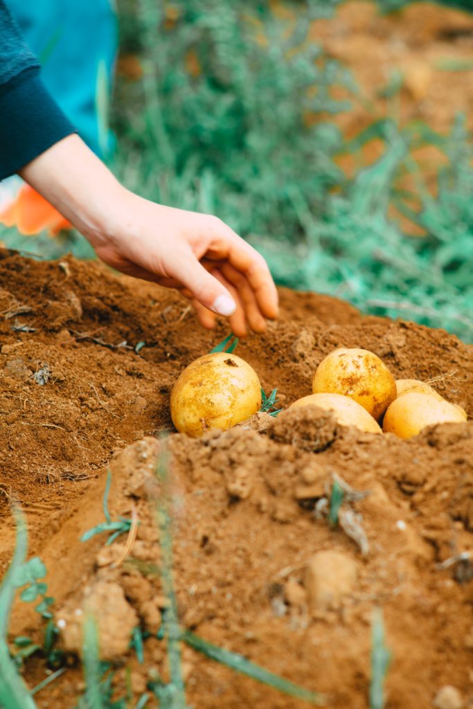 Potato harvest—how long does it take for store bought potatoes to sprout?