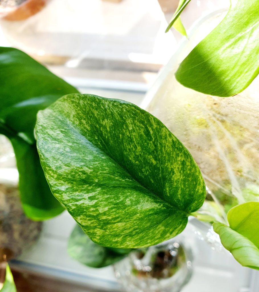 Small leaf of Raph tetrasperma—how to propagate in sphagnum moss?