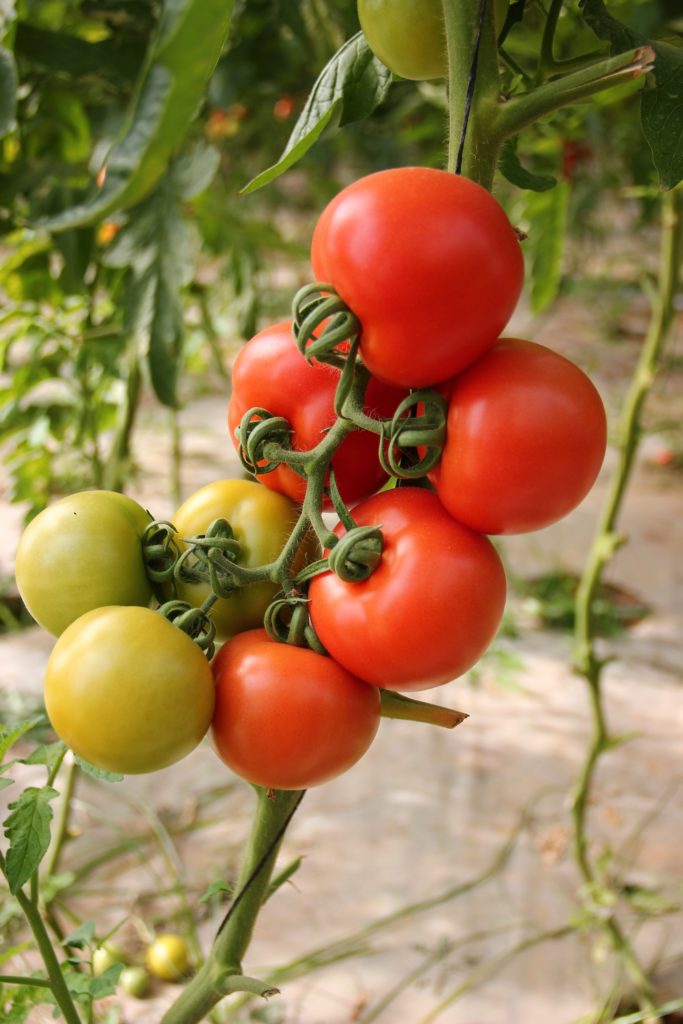 Tomatoes growing on a stalk—how to grow tomatoes in Hawaii?