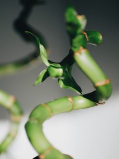 A bamboo stick—how to grow and care for bamboo plant?