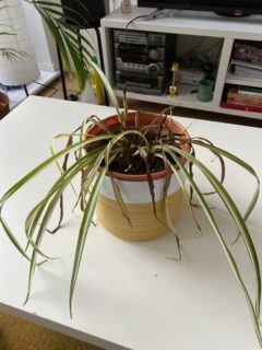 A spider plant wilting—how to save a dying spider plant?