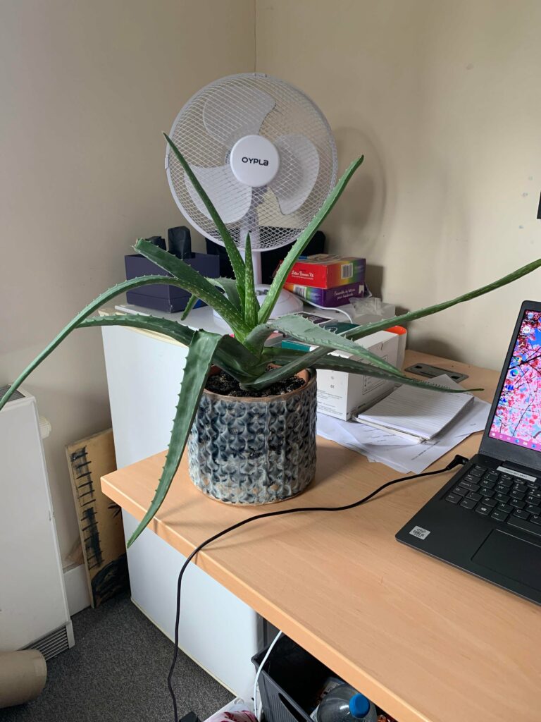 Aloe vera plant on a table—why are my aloe vera plant leaves bending?