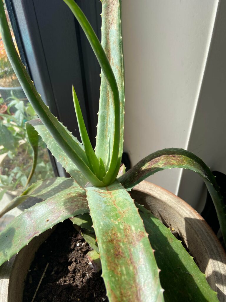 Brown spots on aloe leaves—why are my aloe vera plant leaves bending?