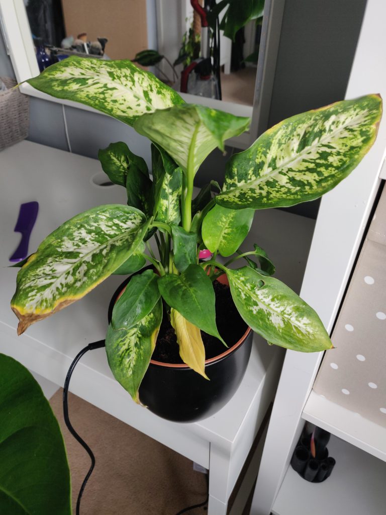 Dumb cane plant—why is my dieffenbachia turning yellow?