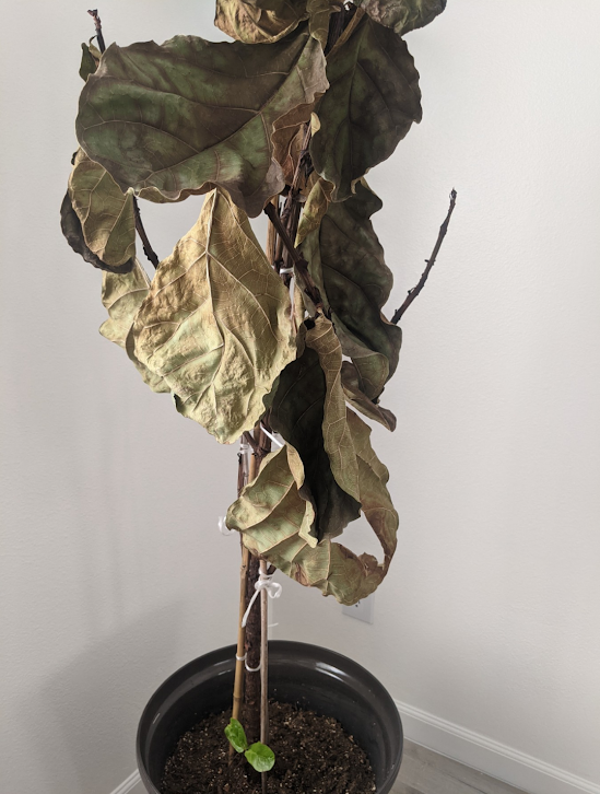 Dying fiddle leaf fig—why is my fiddle leaf fig dying?