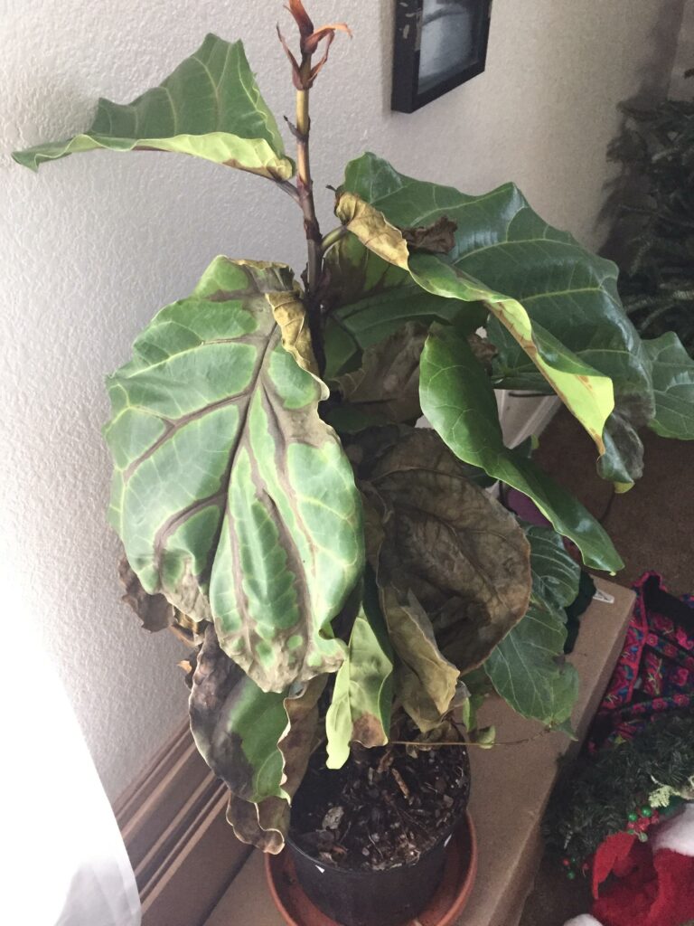 Fiddle leaf fig with brown leaves—why is my fiddle leaf fig dying?