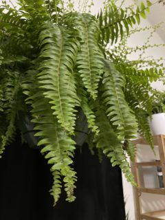 Leaves of Boston fern—why are my Boston ferns turning brown?
