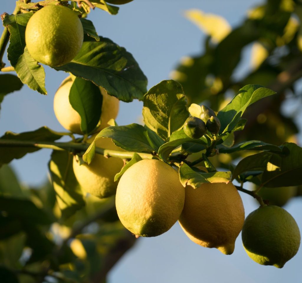 Lemons growing—indoor plants for city gardeners.