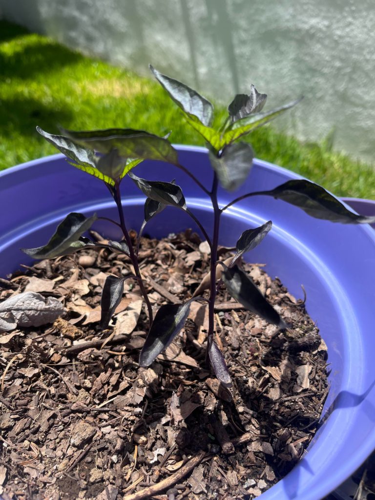 Pepper plant leaves curling—why are my pepper leaves curling?