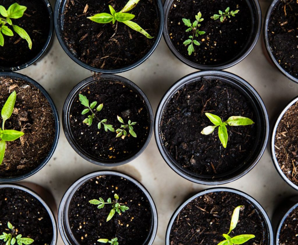 Plants sprouting—indoor plants for city gardeners.