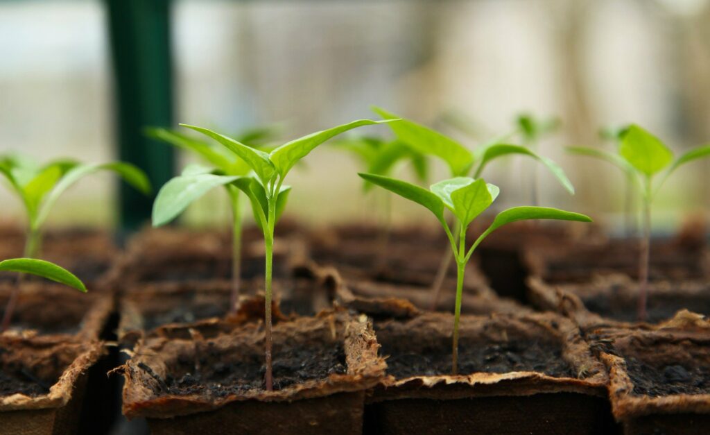 Seedlings of eggplant—how to save eggplant seeds?