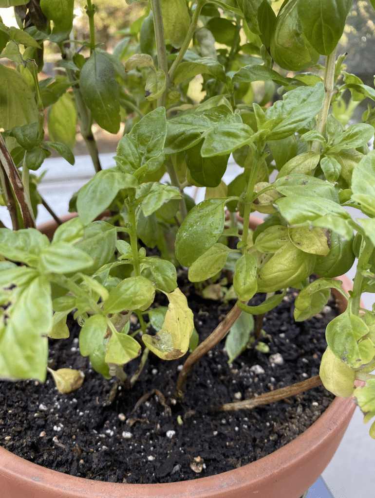 Small basil leaves—why are my basil leaves so small?