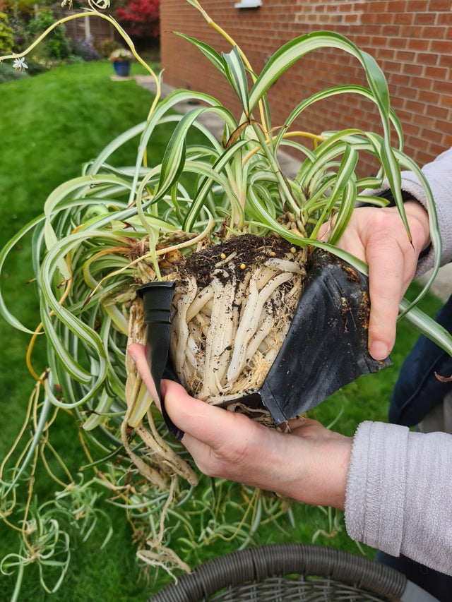 Spider plant needs repotting—how to save a dying spider plant?