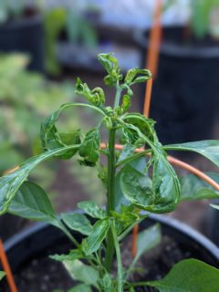 Why are my pepper leaves curling?