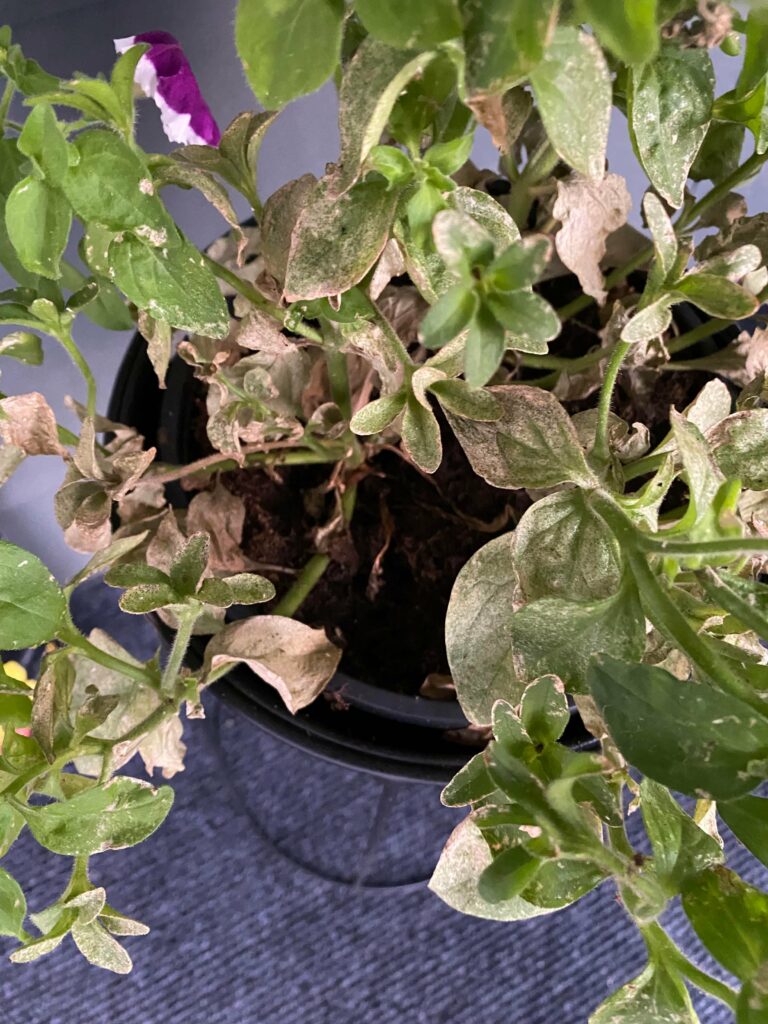 Yellow Petunia plant—why are my Petunia leaves turning yellow?