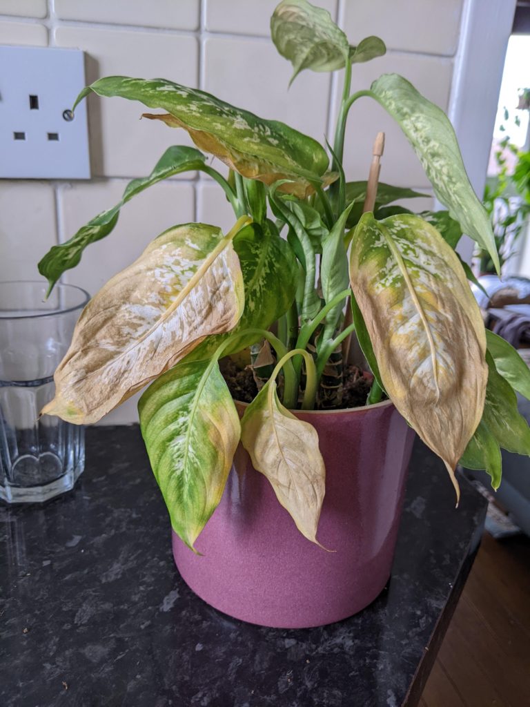 Yellow leaves on dieffenbachia plant—why is my dieffenbachia turning yellow?