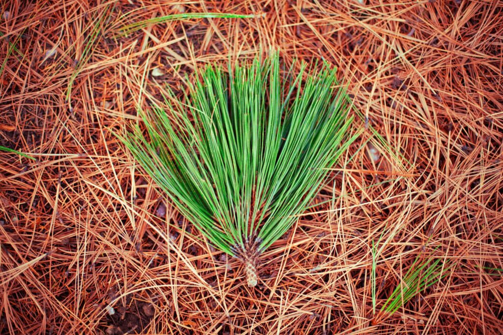 A big bunch of pine needles—how to get rid of pine needles?