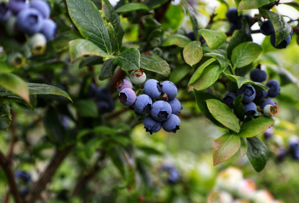 Blueberries on a plant—why are blueberries so expensive?