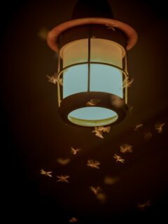 Bugs around light—how to get rid of bugs attracted to light?