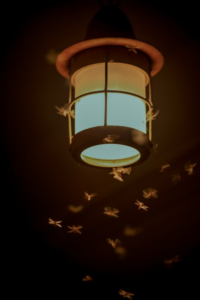Bugs around light—how to get rid of bugs attracted to light?
