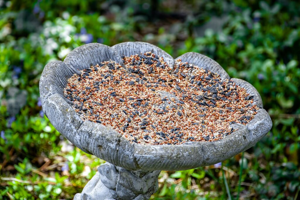 Garden birdbath with wild bird seed—how to attract crows to your yard?