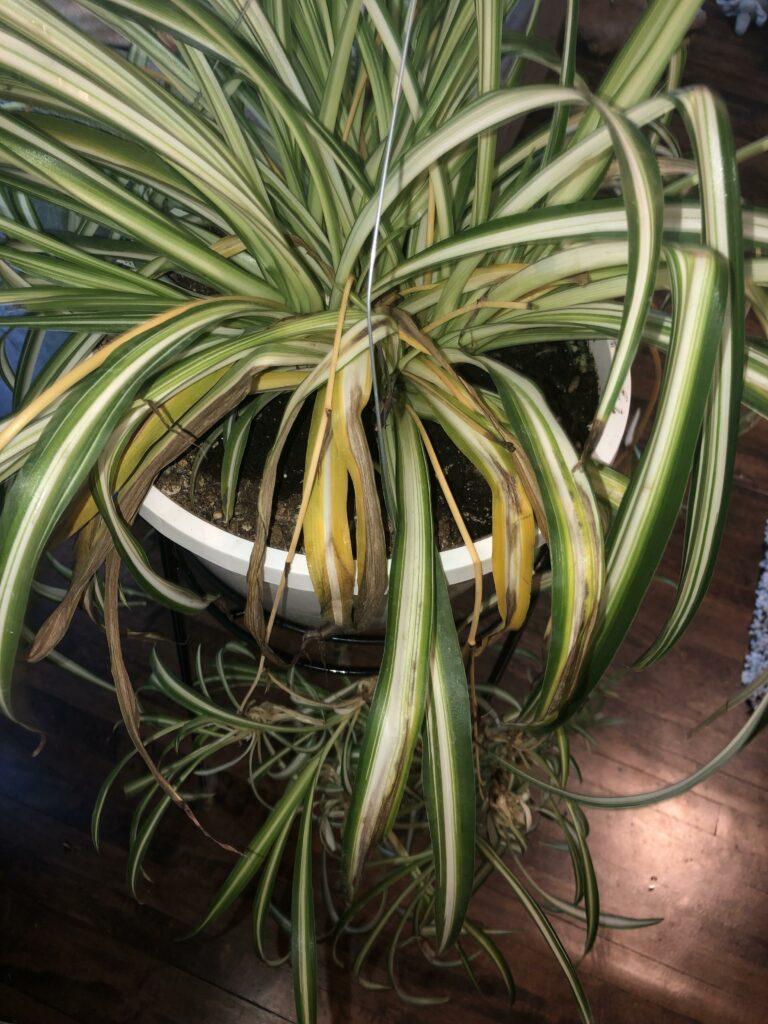 Pale and limp spider plant—why is my spider plant pale and limp?