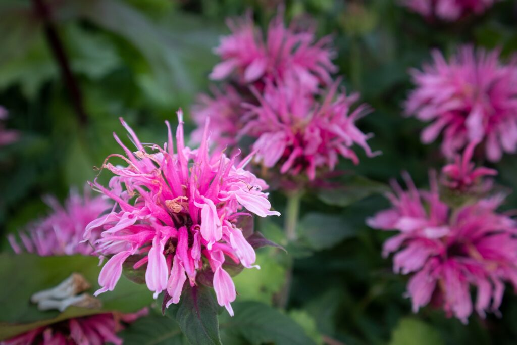 Pink bee balm flowers—how to propagate bee balm?