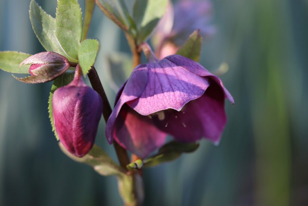 Pink bud and flower—how to propagate hellebores?