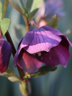 Pink bud and flower—how to propagate hellebores?