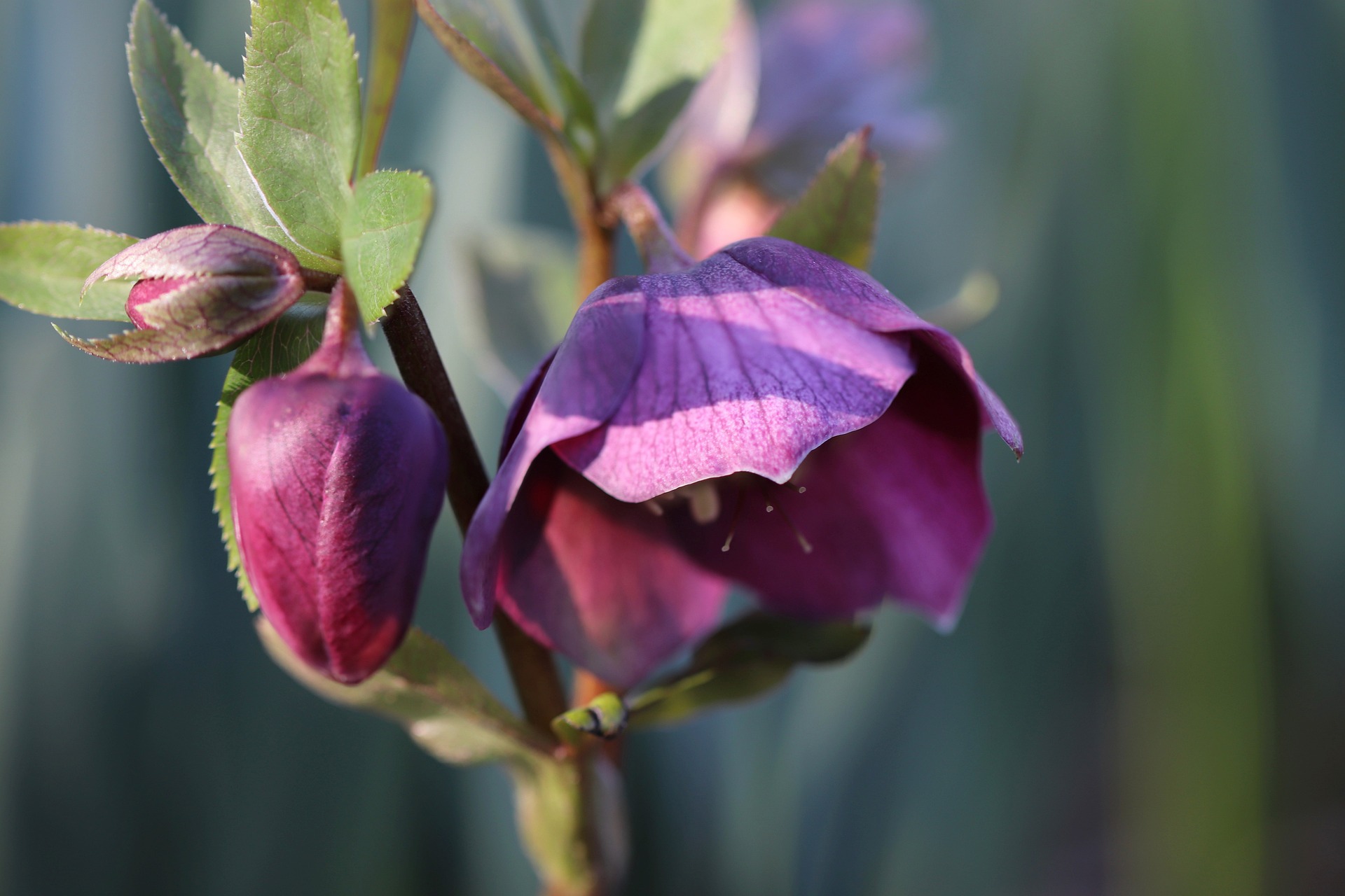 how-to-propagate-hellebores-3-incredible-methods