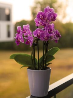 Pink orchid plant—why do orchid leaves get sticky?