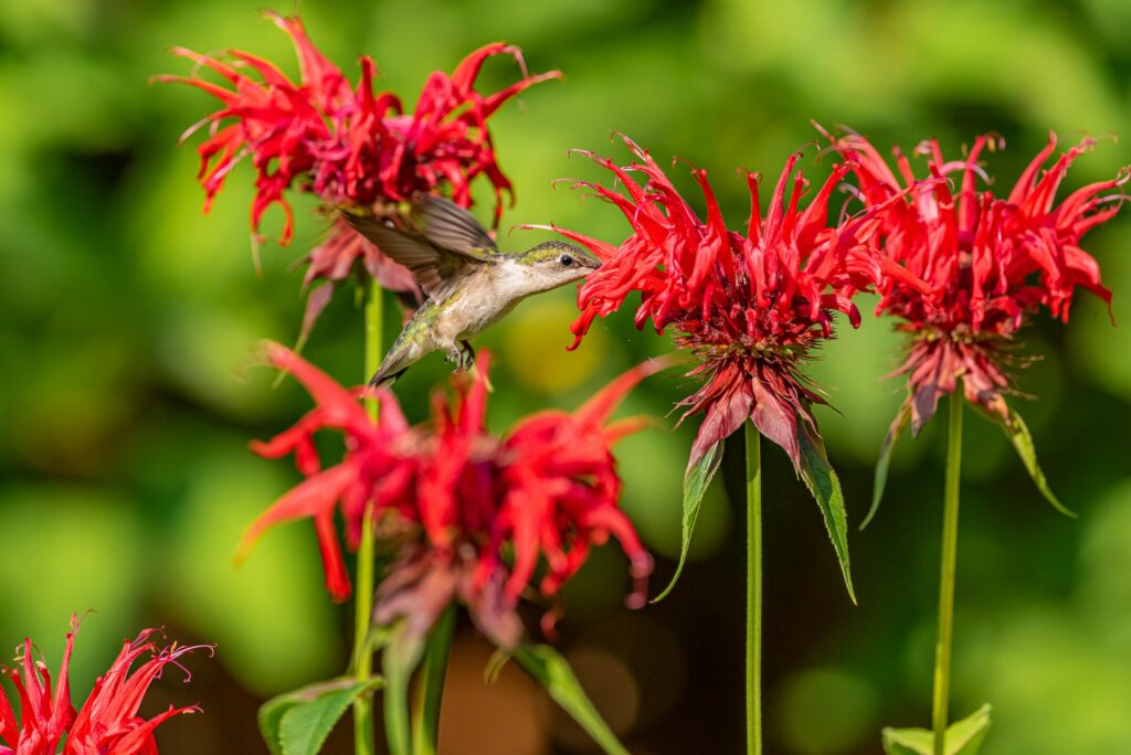 Ruby throated hummingbird flying in patch of bee balm flowers—how to propagate bee balm?