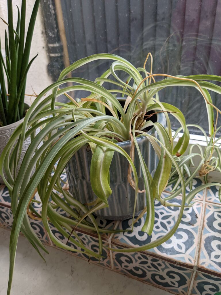 Spider plant on a table—why is my spider plant pale and limp?