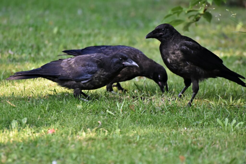Two black crows—how to attract crows to your yard?