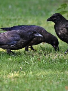 Two black crows—how to attract crows to your yard?