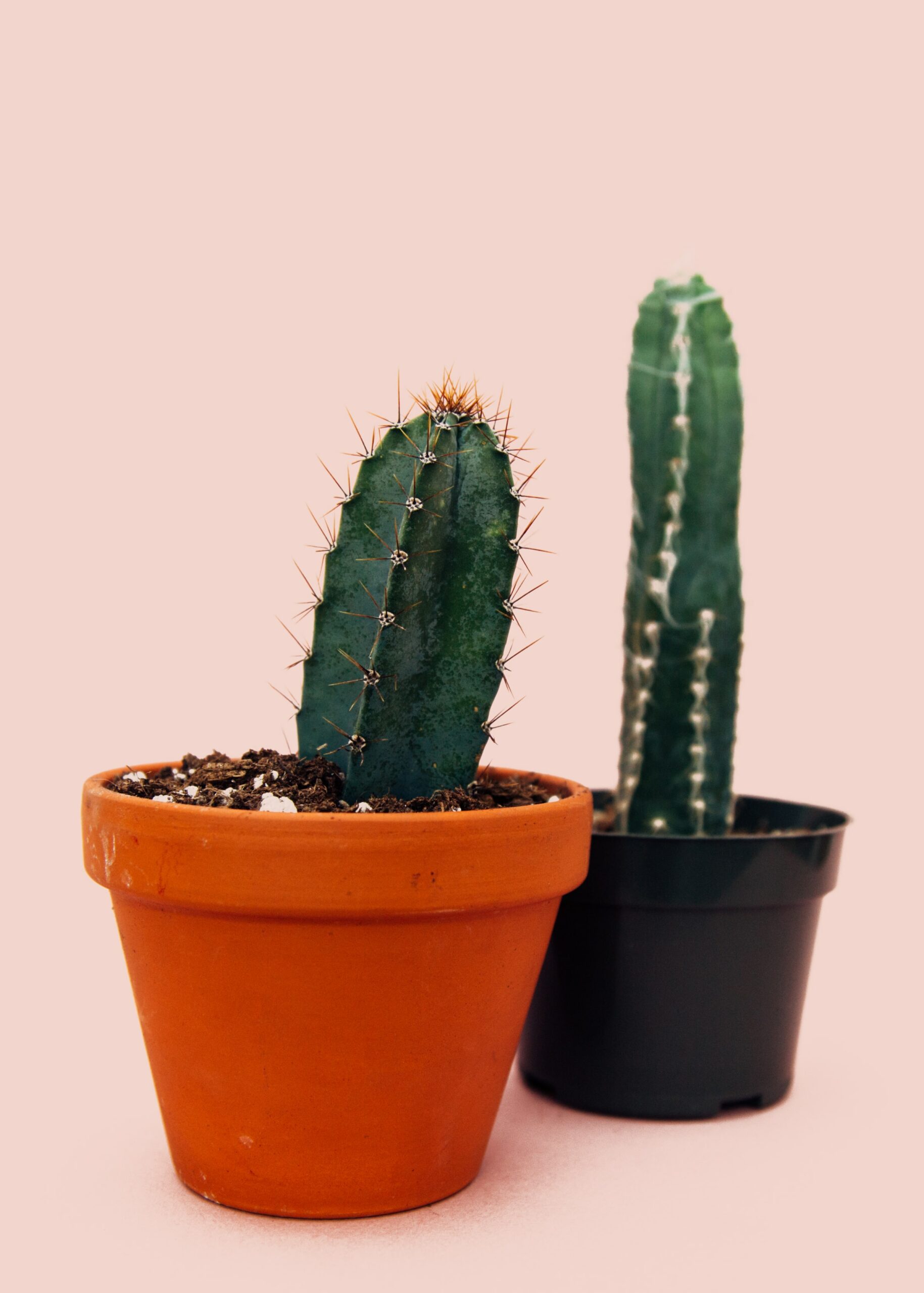 How to Make Cactus Grow Faster? | 9 Wonderful Hacks!