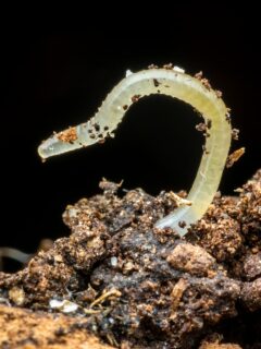 White worm—how to get rid of white worms in potted plants?