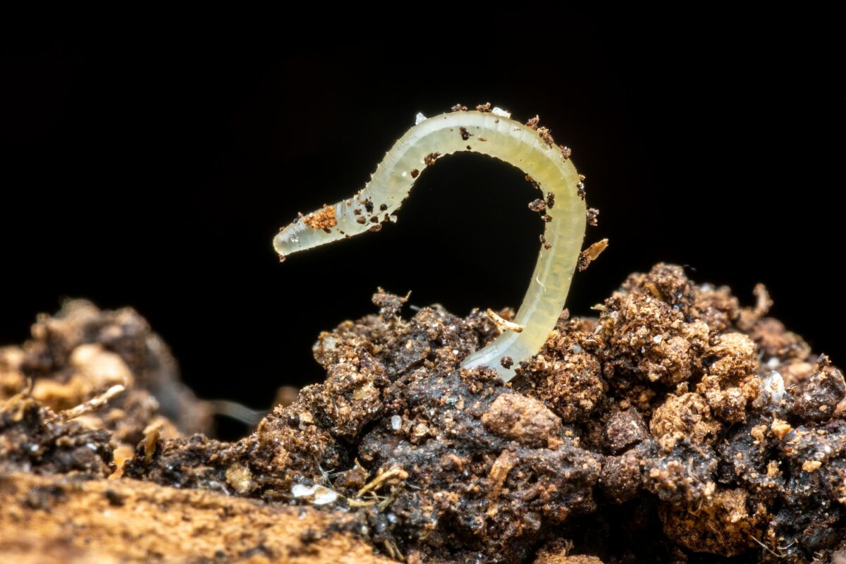 how-to-get-rid-of-white-worms-in-potted-plants-effortlessly