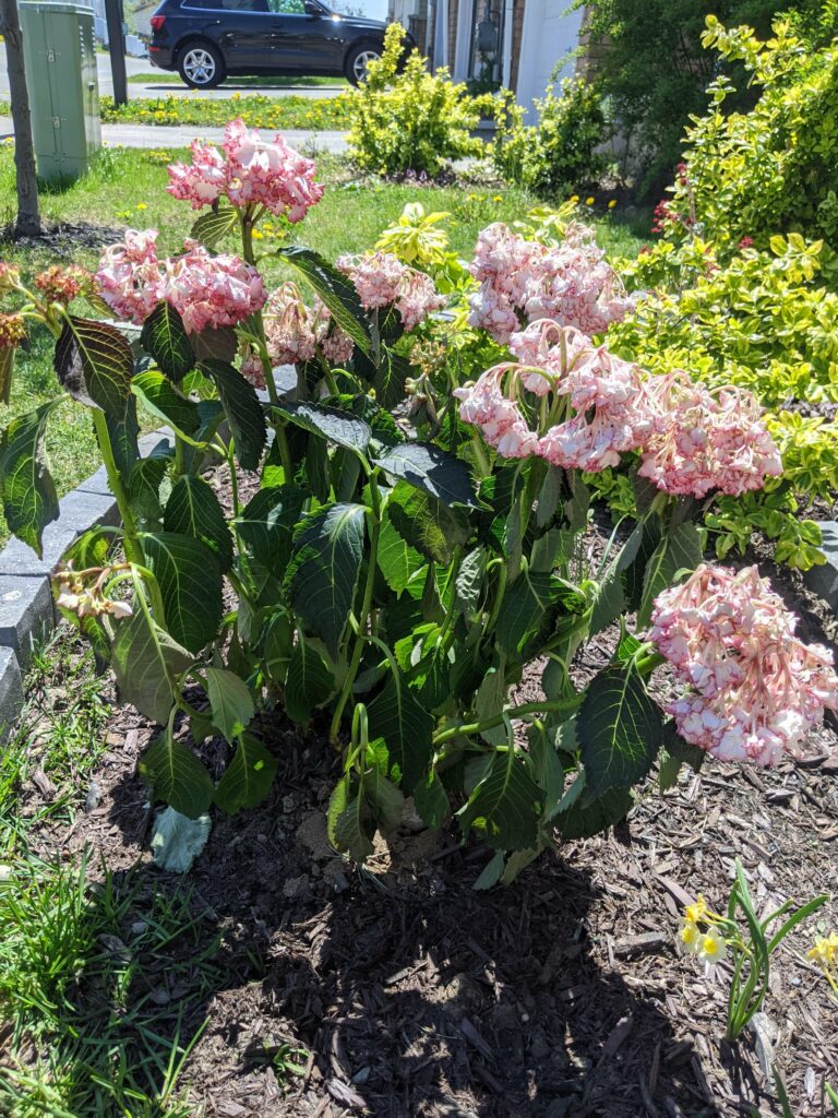 A Hydrangea plant drooping—why are my Hydrangeas drooping?