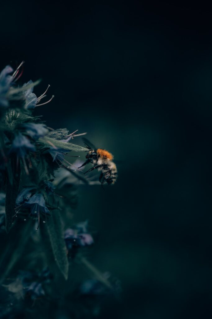 A bumblebee unlocks a flower's hidden treasure—when do leaves come back on trees?