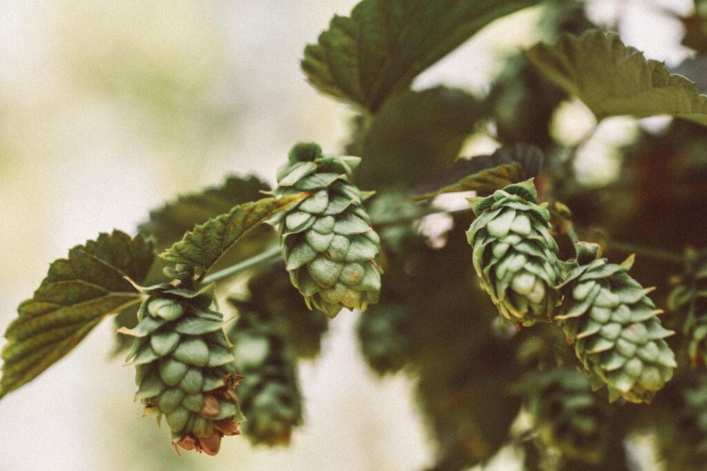 A lot of green Hops—when are Hops ready to harvest?