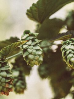 A lot of green Hops—when are Hops ready to harvest?